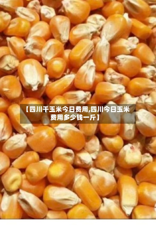 【四川干玉米今日费用,四川今日玉米费用多少钱一斤】