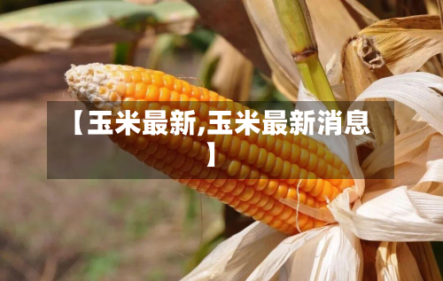 【玉米最新,玉米最新消息】