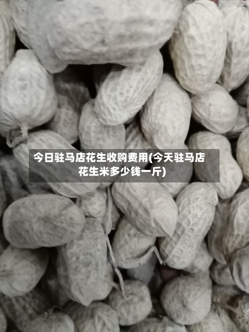 今日驻马店花生收购费用(今天驻马店花生米多少钱一斤)