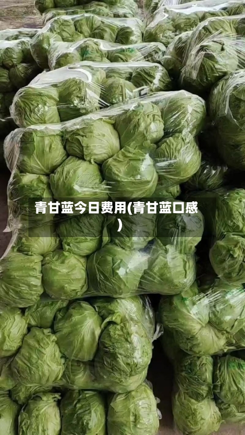 青甘蓝今日费用(青甘蓝口感)