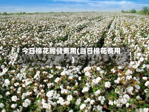 今日棉花抛储费用(当日棉花费用)-第2张图片