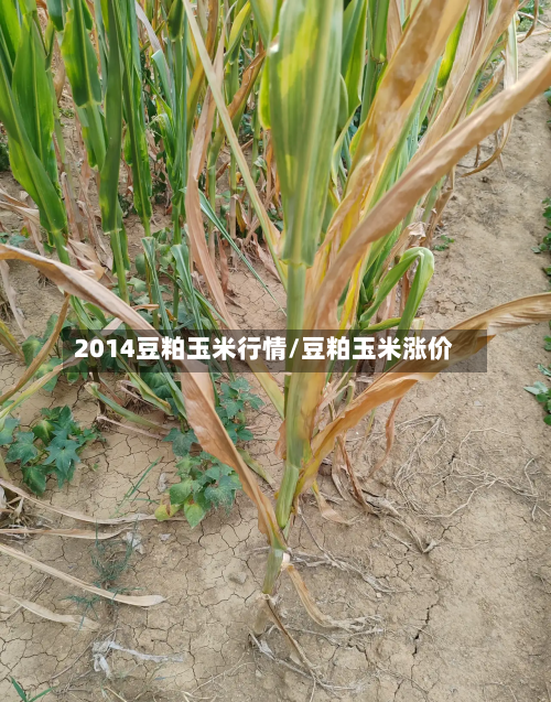 2014豆粕玉米行情/豆粕玉米涨价