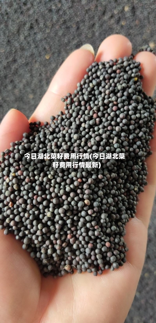 今日湖北菜籽费用行情(今日湖北菜籽费用行情最新)-第1张图片