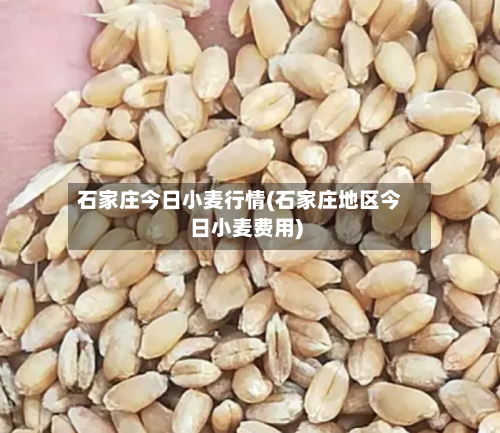 石家庄今日小麦行情(石家庄地区今日小麦费用)-第2张图片