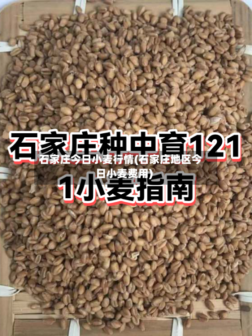 石家庄今日小麦行情(石家庄地区今日小麦费用)-第1张图片