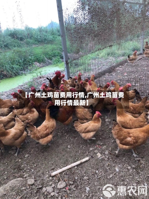【广州土鸡苗费用行情,广州土鸡苗费用行情最新】-第2张图片