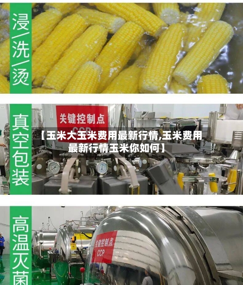 【玉米大玉米费用最新行情,玉米费用最新行情玉米你如何】-第1张图片
