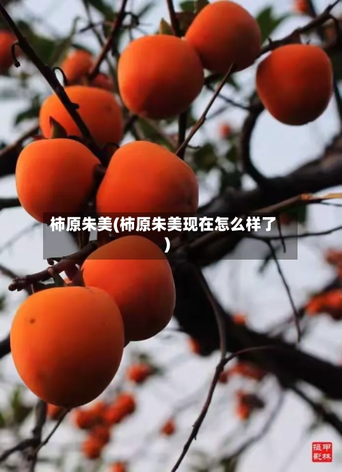 柿原朱美(柿原朱美现在怎么样了)-第2张图片