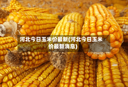 河北今日玉米价最新(河北今日玉米价最新消息)-第1张图片