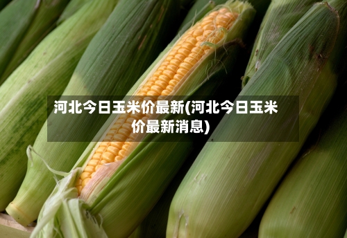 河北今日玉米价最新(河北今日玉米价最新消息)-第3张图片