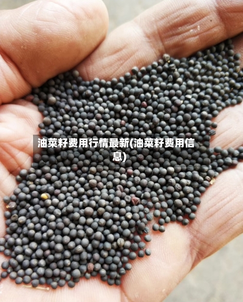 油菜籽费用行情最新(油菜籽费用信息)-第2张图片