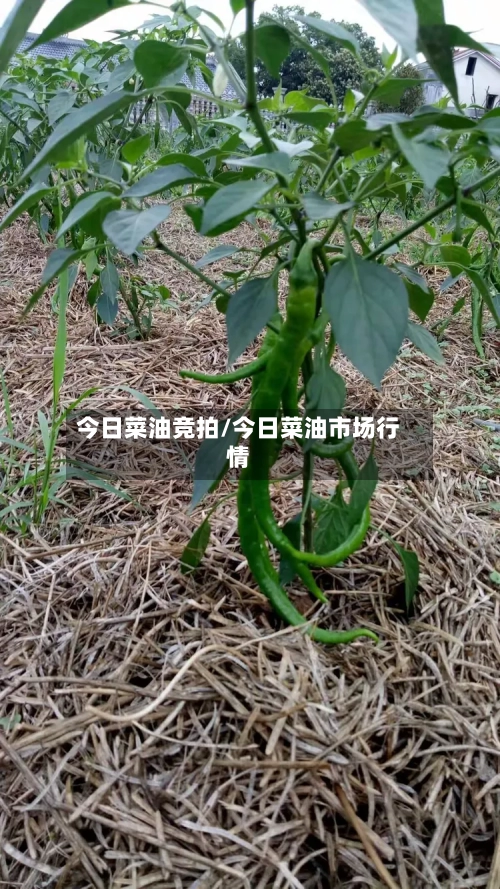 今日菜油竞拍/今日菜油市场行情-第1张图片