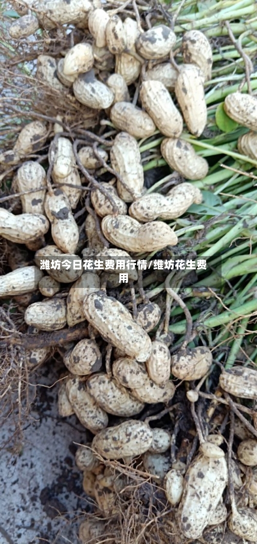 潍坊今日花生费用行情/维坊花生费用-第2张图片
