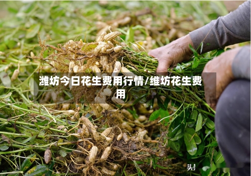 潍坊今日花生费用行情/维坊花生费用-第1张图片