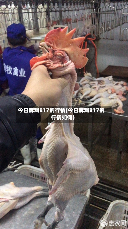 今日麻鸡817的行情(今日麻鸡817的行情如何)-第2张图片