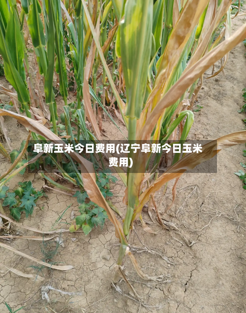 阜新玉米今日费用(辽宁阜新今日玉米费用)-第1张图片