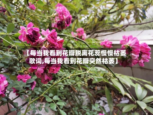 【每当我看到花瓣脱离花蕊慢慢枯萎歌词,每当我看到花瓣突然枯萎】-第2张图片