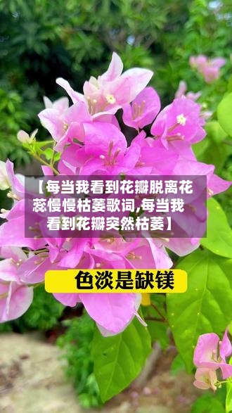 【每当我看到花瓣脱离花蕊慢慢枯萎歌词,每当我看到花瓣突然枯萎】-第1张图片