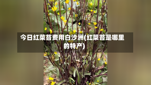 今日红菜苔费用白沙洲(红菜苔是哪里的特产)-第1张图片