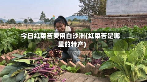 今日红菜苔费用白沙洲(红菜苔是哪里的特产)-第2张图片