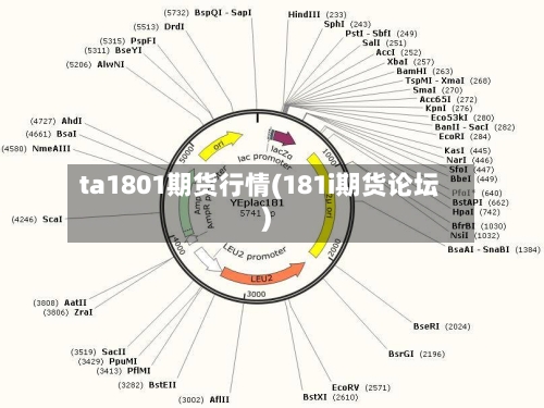 ta1801期货行情(181i期货论坛)-第2张图片
