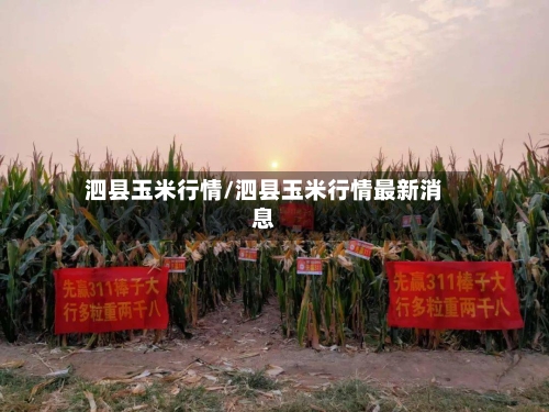 泗县玉米行情/泗县玉米行情最新消息-第2张图片