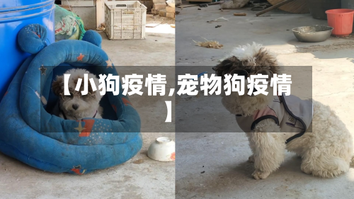 【小狗疫情,宠物狗疫情】-第2张图片