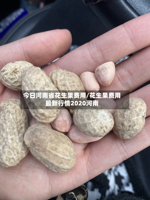 今日河南省花生果费用/花生果费用最新行情2020河南-第1张图片