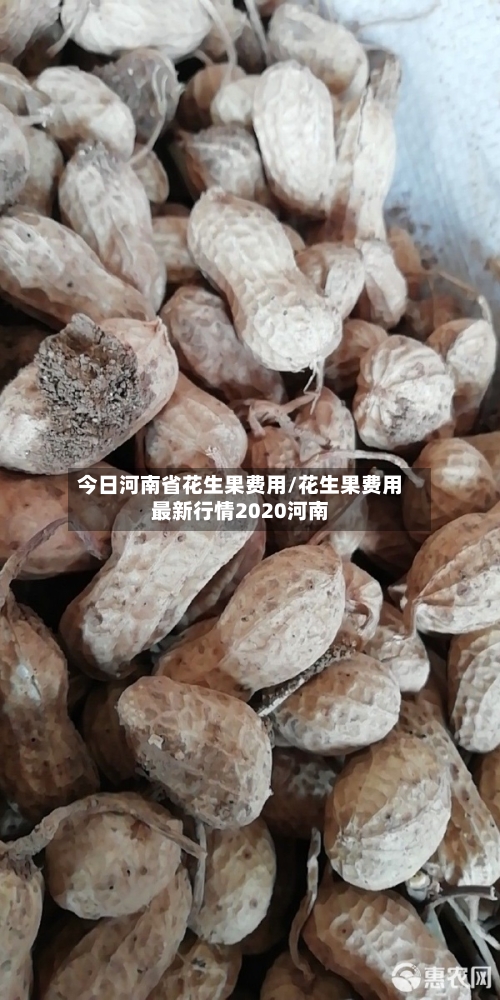 今日河南省花生果费用/花生果费用最新行情2020河南-第2张图片