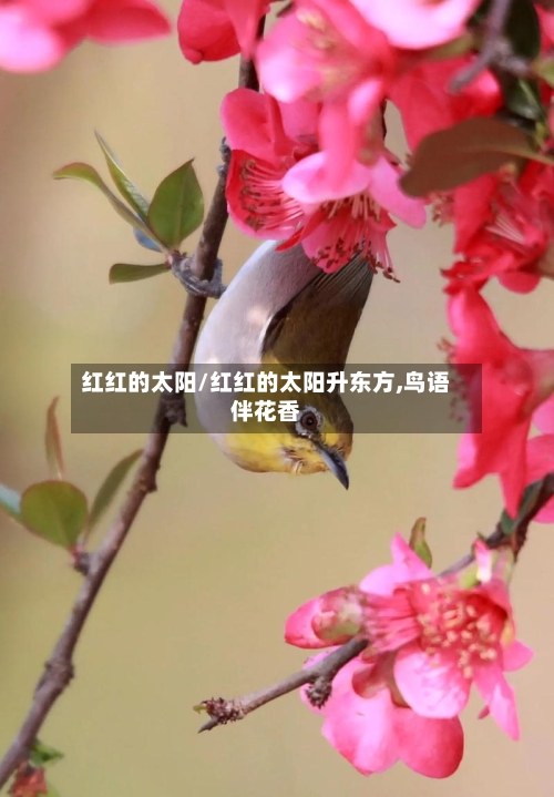 红红的太阳/红红的太阳升东方,鸟语伴花香-第2张图片