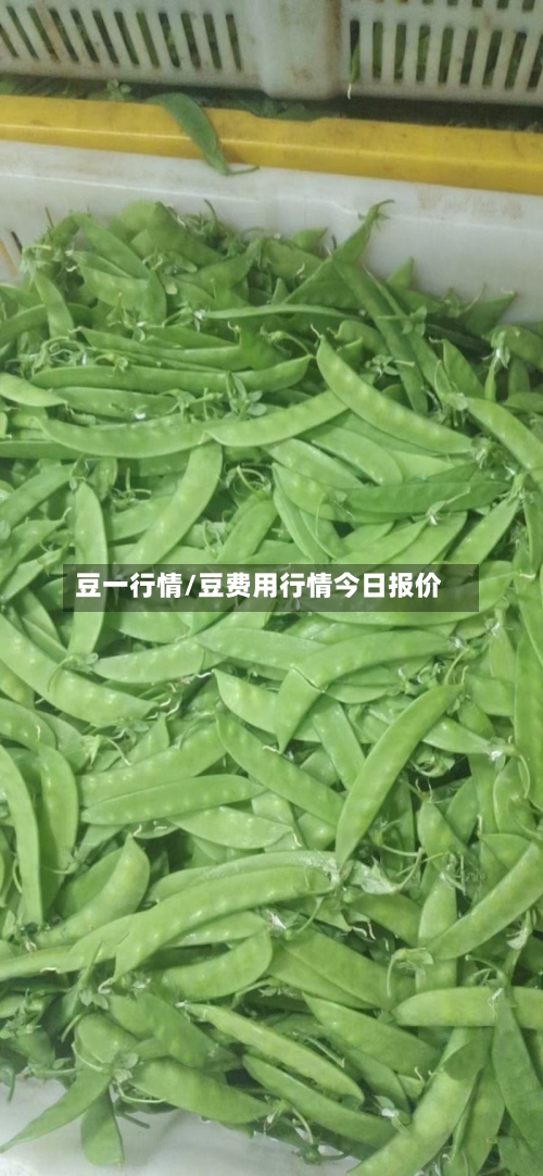 豆一行情/豆费用行情今日报价-第1张图片