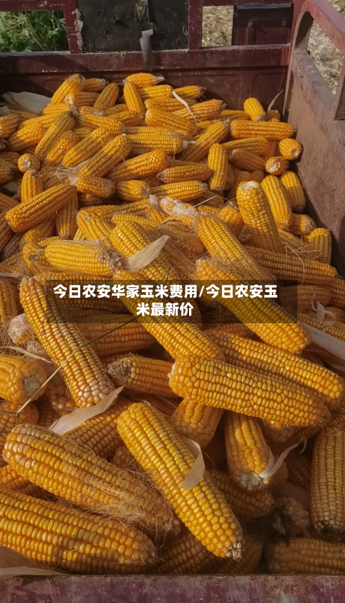 今日农安华家玉米费用/今日农安玉米最新价-第3张图片