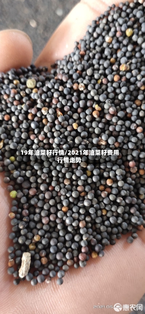 19年油菜籽行情/2021年油菜籽费用行情走势-第1张图片