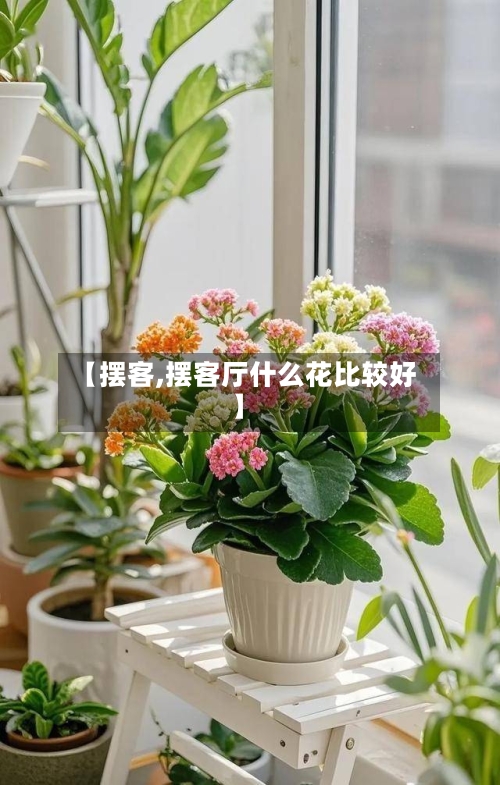 【摆客,摆客厅什么花比较好】-第3张图片