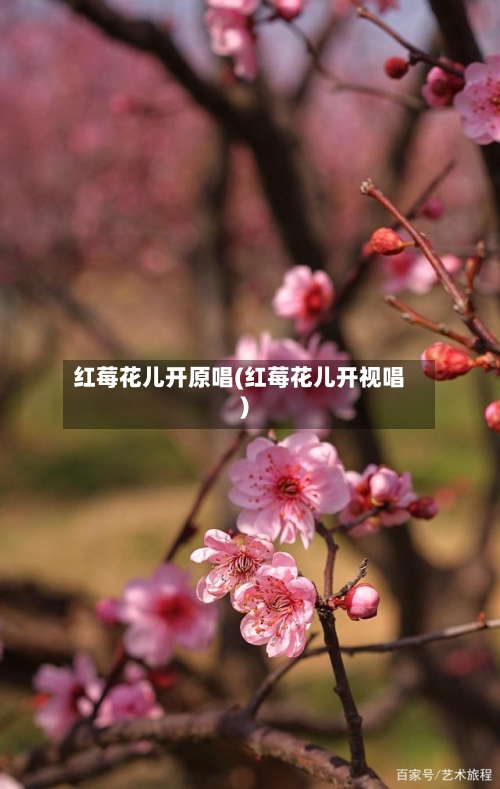 红莓花儿开原唱(红莓花儿开视唱)-第3张图片