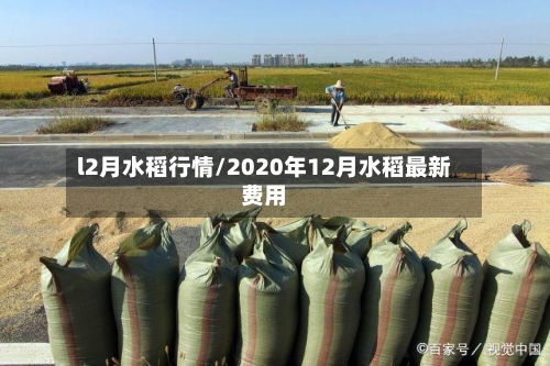l2月水稻行情/2020年12月水稻最新费用-第2张图片